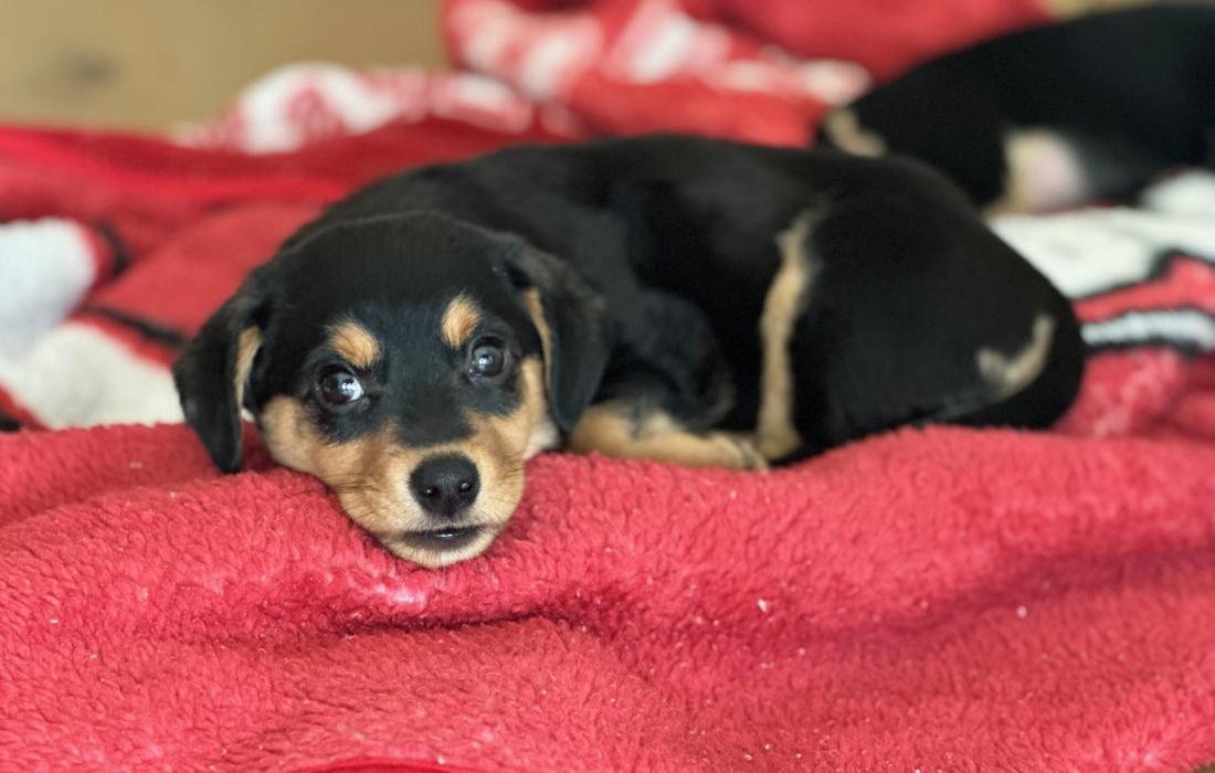 Black and brown puppy lying on a red blanket